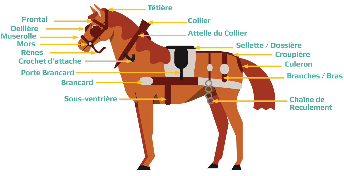 harnachement cheval brasserie