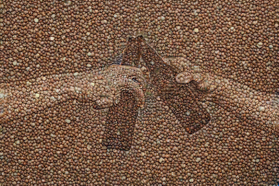 Bières aux lentilles